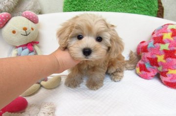 MIX(トイプードル×マルチーズ)【大阪府・男の子・2017年7月20日・アプリコット】の写真「とても可愛いひとりっこです。」