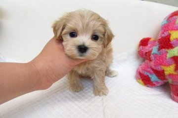 MIX(トイプードル×マルチーズ)【大阪府・女の子・2017年6月8日・クリーム】の写真「とても可愛い兄妹です。」