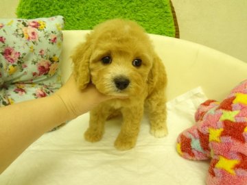 MIX(アメリカンコッカー×トイプードル)【大阪府・女の子・2015年3月28日・アプリコット(バフ)】の写真「お目目クリクリの可愛い子です。」