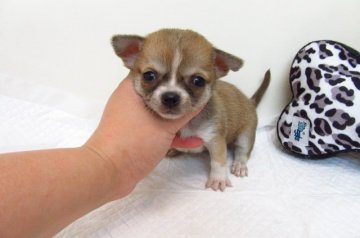 チワワ(スムース)【大阪府・男の子・2018年9月6日・レッド&ホワイト】の写真「とても可愛い兄妹です。」