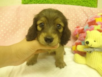 ミニチュアダックスフンド(ロング)【大阪府・男の子・2013年7月20日・シェーデッドクリーム】の写真「ＰＲＡ発症しません。父カニンヘン。小ぶりです。」