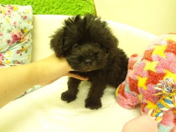 MIX(トイプードル×ミニチュアシュナウザー)【大阪府・男の子・2015年6月10日・ブラック系】の写真「お目目がクリクリの可愛い兄妹です。」