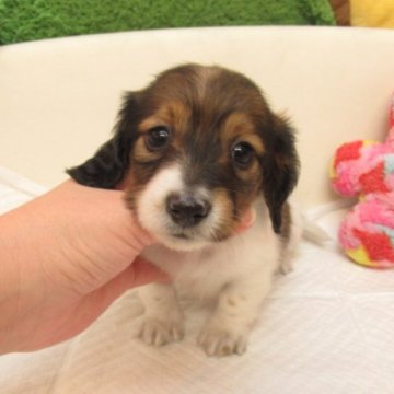 ミニチュアダックスフンド(ロング)【大阪府・女の子・2023年12月24日・レッド、パイボールド】の写真「ＰＲＡ発症しません」