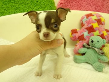 チワワ(スムース)【大阪府・男の子・2014年1月25日・チョコレート、タン&ホワイト】の写真「お目目クリクリで可愛いです。」