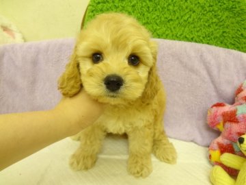 ＭＩＸ（アメリカンコッカー×トイプードル）【大阪府・男の子・2014年3月17日・クリーム(バフ)】の写真「お目目がクリクリのコッカープーちゃんです。」