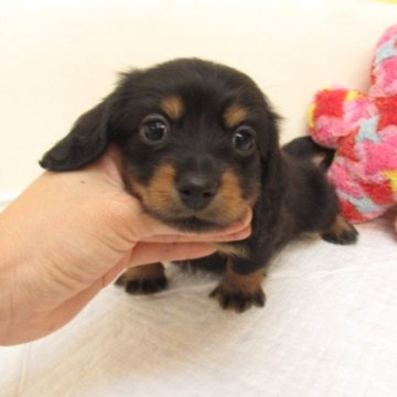 ミニチュアダックスフンド(ロング)【大阪府・男の子・2024年2月13日・ブラック&タン】の写真「ＰＲＡ発症しません。」