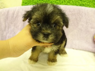 マルチーズ×ヨークシャーテリア【大阪府・女の子・2013年10月11日・ブラック、タン&ホワイト】の写真「父：マルチーズ　母：ヨークシャーテリア」