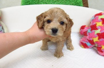 MIX(トイプードル×アメリカンコッカー)【大阪府・男の子・2017年3月21日・アプリコット】の写真「とても可愛い兄妹です。」