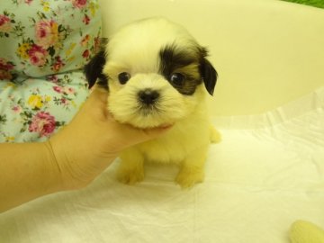 シーズー【大阪府・男の子・2015年10月3日・ホワイト&ゴールド】の写真「★父CH直仔、母CH直娘、優良血統★」