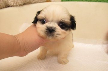 シーズー【大阪府・女の子・2019年11月20日・ホワイト&ゴールド】の写真「とても可愛い兄妹です」