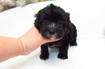 MIX(トイプードル×マルチーズ)【大阪府・女の子・2018年8月29日・ブラック&ホワイト】の写真「とても可愛い兄妹です。」