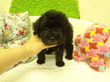 MIX(トイプードル×ミニチュアシュナウザー)【大阪府・女の子・2015年5月29日・ブラック系】の写真「大変可愛いです。」