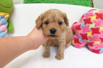 MIX(トイプードル×アメリカンコッカー)【大阪府・男の子・2017年9月29日・アプリコット】の写真「とても可愛い兄妹です。」