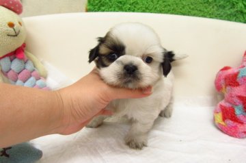 シーズー【大阪府・女の子・2016年9月16日・ホワイト&ゴールド】の写真「とても可愛い兄妹です。」