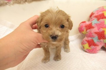 MIX(マルチーズ×トイプードル)【大阪府・女の子・2019年12月22日・クリーム&ホワイト】の写真「とても可愛い兄妹です」