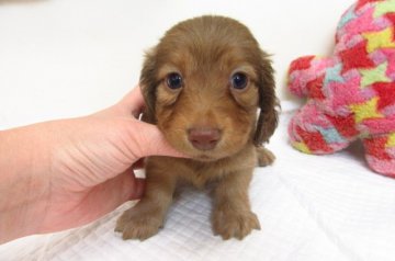 カニンヘンダックスフンド(ロング)【大阪府・男の子・2019年6月19日・イザベラ】の写真「ＰＲＡ発症しません。」