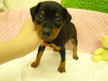ミニチュアピンシャー【大阪府・男の子・2013年3月2日・ブラック&タン】の写真「」