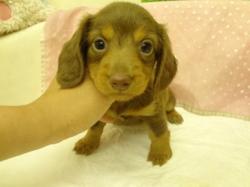 ミニチュアダックスフンド(ロング)【大阪府・女の子・2013年6月4日・チョコレート&タン】の写真「父犬ＰＲＡクリアーのためＰＲＡは発症しません。」
