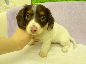 ミニチュアダックスフンド(ロング)【大阪府・男の子・2014年3月3日・チョコレート&タン、パイボールド】の写真「ＰＲＡは発症しません。珍しいカラーです。」