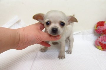 チワワ(スムース)【大阪府・男の子・2019年1月28日・クリーム】の写真「PRA発症しません」