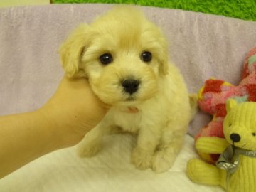 マルチーズ×トイプードル【大阪府・男の子・2014年2月24日・クリーム】の写真「お目目がクリクリ。小ぶりサイズ。」