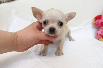 チワワ(スムース)【大阪府・女の子・2018年4月1日・クリーム】の写真「とても可愛い兄妹です.」