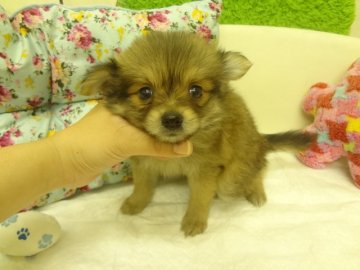 ＭＩＸ（ポメラニアン×チワワ）【大阪府・男の子・2014年8月21日・レッド(セーブル)】の写真「お目目がクリクリの可愛い兄妹です。」