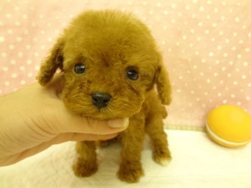 トイプードル(トイ)【大阪府・男の子・2012年12月28日・レッド】の写真「」