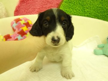 ミニチュアダックスフンド(ロング)【大阪府・男の子・2014年3月20日・ブラック&タン、パイボールド】の写真「ＰＲＡは発症しません。珍しいカラーです。」