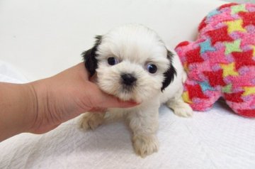 シーズー【大阪府・女の子・2018年7月31日・ホワイト&ゴールド】の写真「とても可愛い姉妹です」