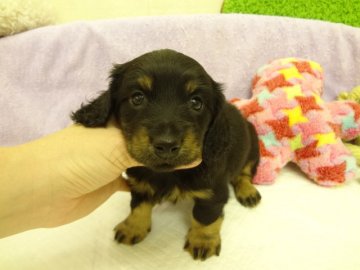 ミニチュアダックスフンド(ロング)【大阪府・女の子・2014年3月12日・ブラック&タン】の写真「ＰＲＡは発症しません。」