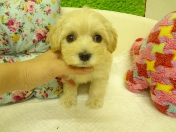 ＭＩＸ（マルチーズ×トイプードル）【大阪府・女の子・2014年6月15日・クリーム】の写真「父：小ぶりのマルチーズ。母：小ぶりのトイプードル。」