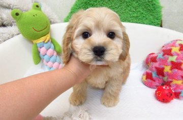 MIX(トイプードル×アメリカンコッカー)【大阪府・男の子・2017年10月21日・バフ】の写真「とても可愛い兄妹です。」