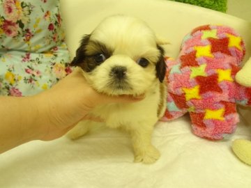 シーズー【大阪府・女の子・2016年2月28日・ホワイト&ゴールド】の写真「とても可愛い兄妹です。」