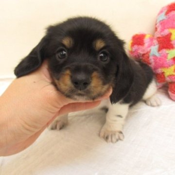 ミニチュアダックスフンド(ロング)【大阪府・女の子・2024年2月13日・ブラック&タン、パイボールド】の写真「ＰＲＡ発症しません。」