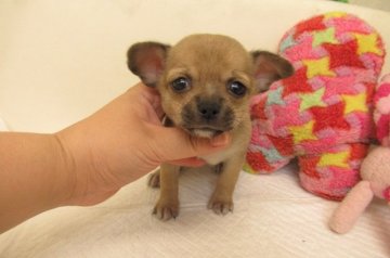チワワ(スムース)【大阪府・男の子・2020年7月21日・レッド】の写真「★PRA発症しません。」