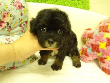 MIX(トイプードル×ヨーキー)【大阪府・男の子・2015年4月23日・スチールブルー&タン】の写真「トイプードルティーカップサイズ×ヨーキー」