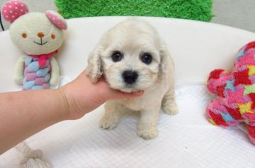 MIX(トイプードル×アメリカンコッカー)【大阪府・女の子・2017年3月21日・クリーム】の写真「とても可愛い兄妹です。」