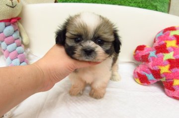 シーズー【大阪府・男の子・2016年10月3日・ホワイト&ゴールド】の写真「とても可愛い兄妹です。」