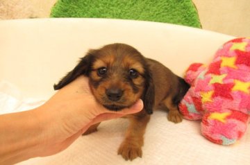 カニンヘンダックスフンド(ロング)【大阪府・女の子・2021年5月19日・レッド】の写真「ＰＲＡ発症しません」