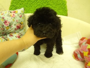 MIX(トイプードル×ミニチュアシュナウザー)【大阪府・女の子・2015年5月29日・ブラック系】の写真「大変可愛いです。」
