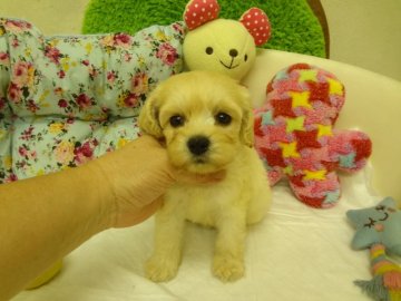 MIX(アメリカンコッカー×トイプードル)【大阪府・女の子・2015年9月7日・クリーム(バフ)】の写真「お目目クリクリの可愛い子です。」