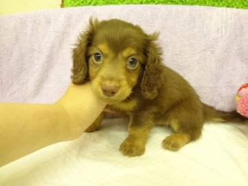 ミニチュアダックスフンド(ロング)【大阪府・男の子・2014年4月19日・チョコレート&タン】の写真「ＰＲＡは発症しません。」