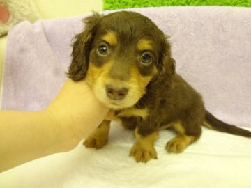 ミニチュアダックスフンド(ロング)【大阪府・男の子・2014年3月24日・チョコレート&タン】の写真「ＰＲＡは発症しません。」