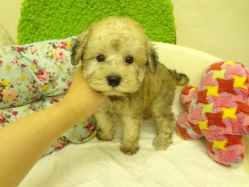 MIX(トイプードル×ミニチュアシュナウザー)【大阪府・男の子・2015年5月29日・ソルト&ペッパー(ホワイト)】の写真「成長と共に綺麗なホワイトになっていく予想です。」