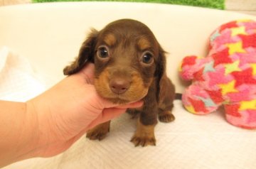 ミニチュアダックスフンド(ロング)【大阪府・男の子・2022年1月2日・チョコレート&タン】の写真「ＰＲＡ発症しません」