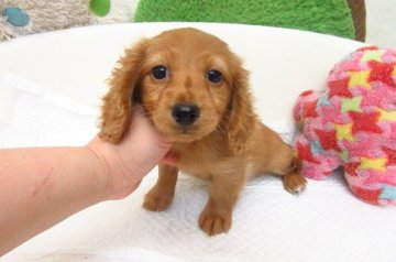 カニンヘンダックスフンド(ロング)【大阪府・女の子・2019年5月13日・レッド】の写真「ＰＲＡ発症しません」