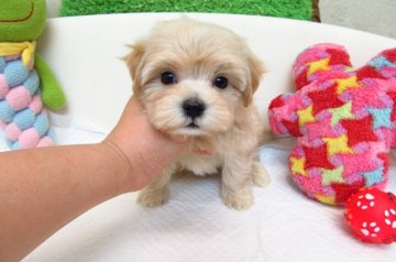 MIX(トイプードル×マルチーズ)【大阪府・男の子・2017年10月14日・クリーム】の写真「とても可愛い兄弟です。」