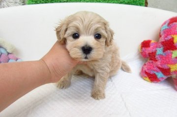 MIX(トイプードル×マルチーズ)【大阪府・男の子・2017年6月8日・クリーム】の写真「とても可愛い兄妹です。」