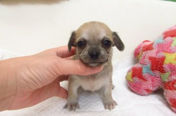 チワワ(スムース)【大阪府・男の子・2019年6月19日・フォーン】の写真「★PRA発症しません。★」